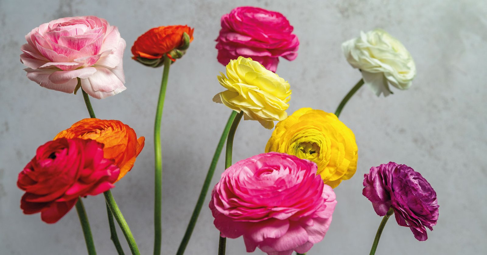 slider_banner2
